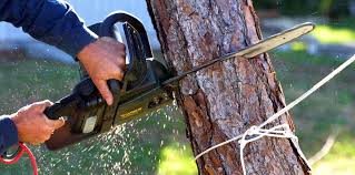 Best Tree Risk Assessment  in Haworth, NJ