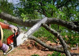 Seasonal Cleanup (Spring/Fall) in Haworth, NJ