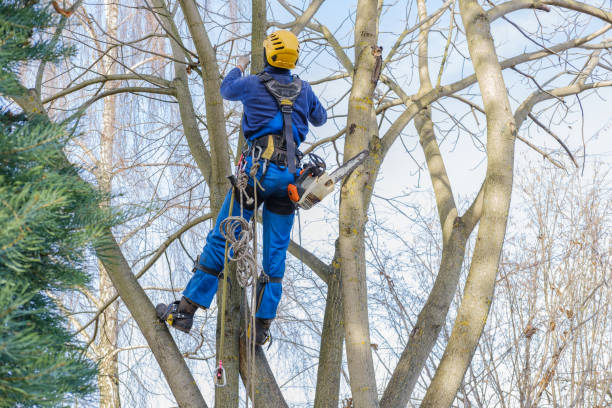 Trusted Haworth, NJ Tree Removal Experts