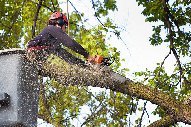 Best Seasonal Cleanup (Spring/Fall)  in Haworth, NJ