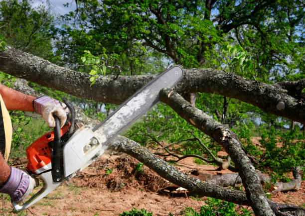 Best Tree Cabling and Bracing  in Haworth, NJ